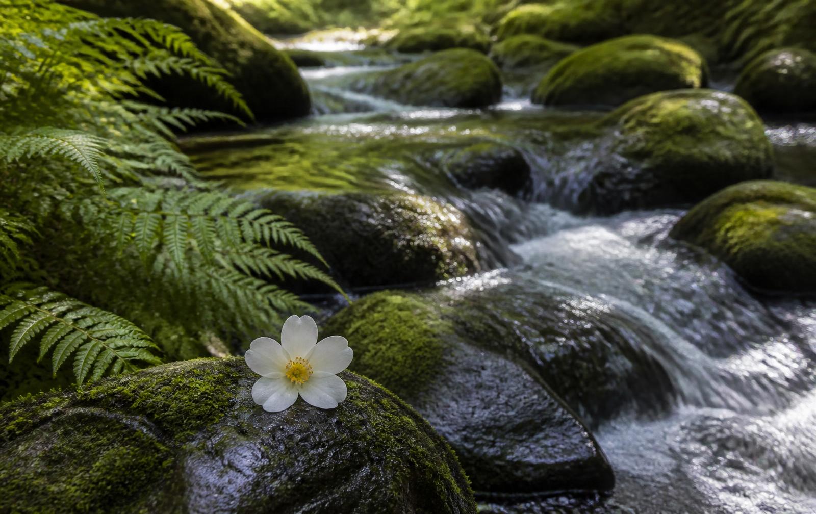 A clear forest stream flowing over mossy stones beside ferns