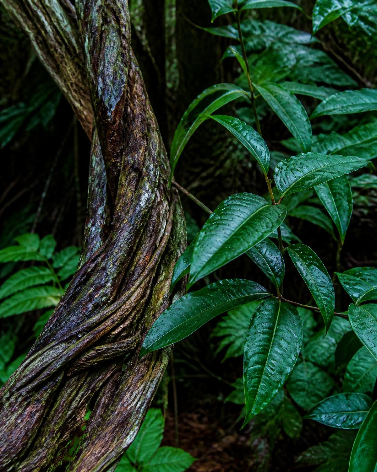 A woody medicinal vine winding through sunlit forest growth