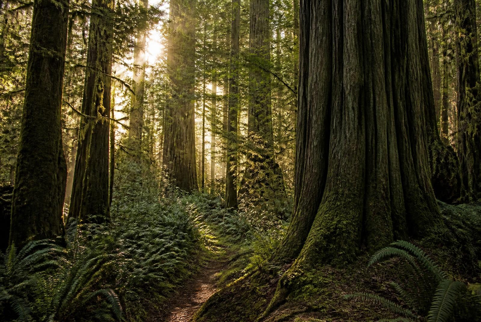 Living medicinal vine and rain-kissed forest foliage