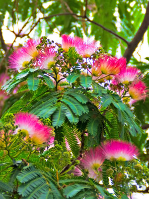 A blooming mimosa tree with pink flowers and delicate green foliage