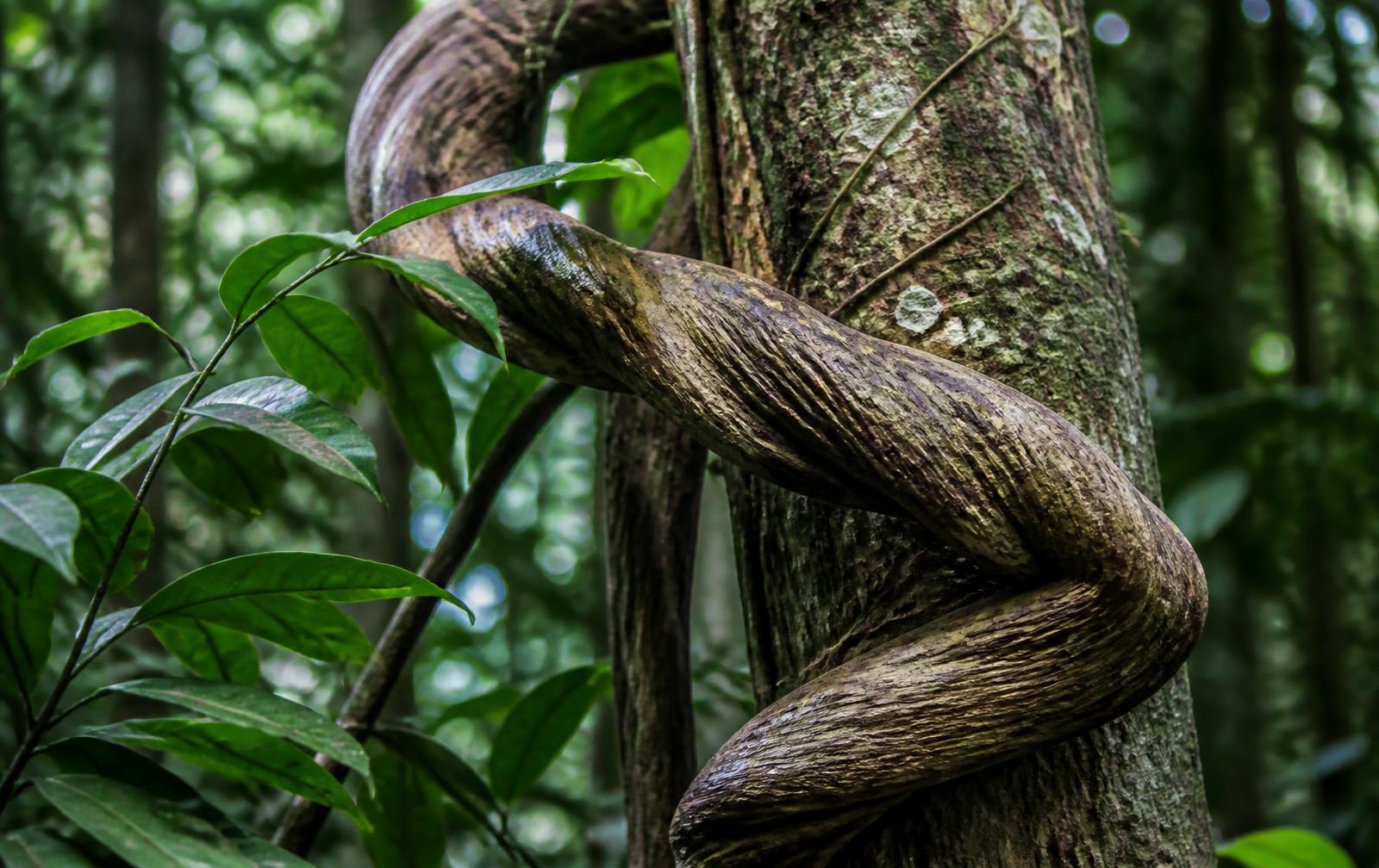 A woody caapi-style vine climbing through green forest